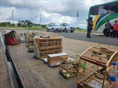 Os policiais realizavam bloqueio na via quando se depararam com um ônibus alvo de uma denúncia sobre transporte ilegal de aves