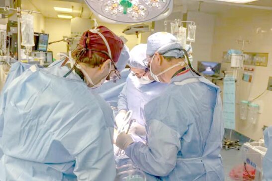 Brasileiro chefia 1º transplante de rim de porco para um humano