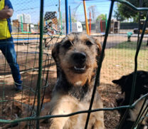 Mais de 90 animais estão à espera de um novo lar, todos eles já receberam vacinas, foram castrados e vermifugados