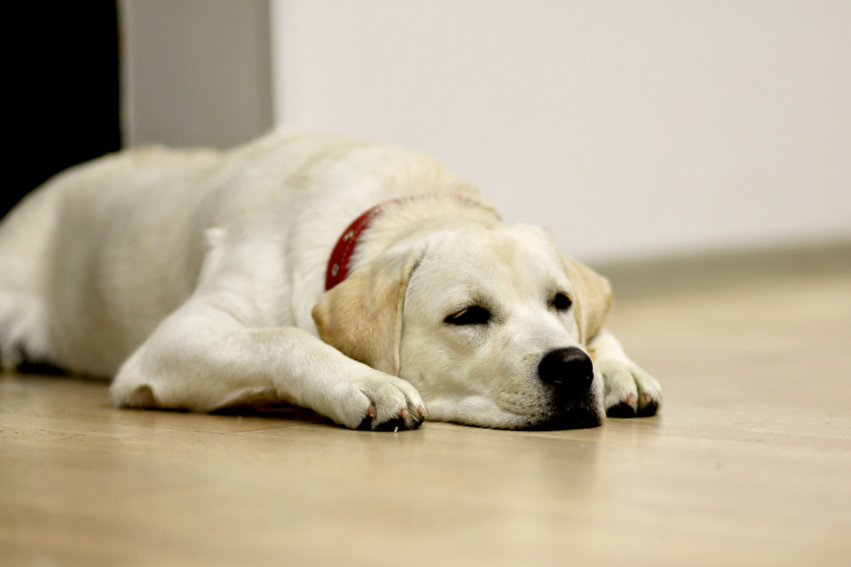 Alguns cachorros podem apresentar reações que preocupam muito os tutores
