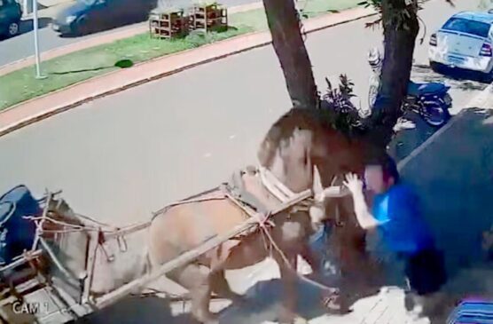 Cavalo morde vereador em São Manoel do Paraná, noroeste do Paraná