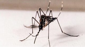 A origem do Aedes aegypti no Brasil se deu através das grandes navegações e pelo tráfico negreiro
