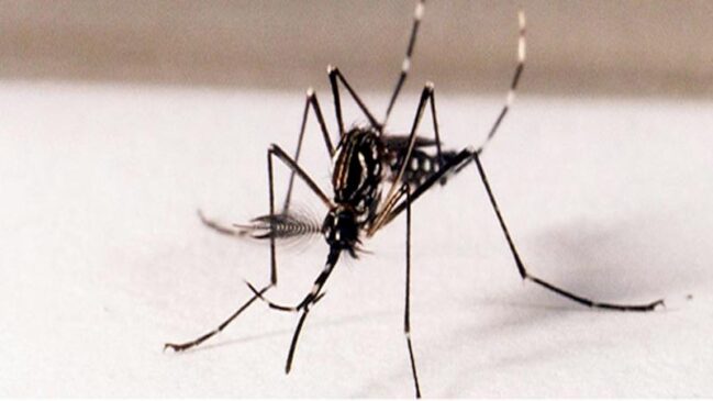 A origem do Aedes aegypti no Brasil se deu através das grandes navegações e pelo tráfico negreiro