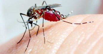 Cidade de SP decreta estado emergência por dengue; prefeitura já havia anunciado uma série de medidas contra o mosquito
