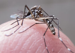 Zona norte de São Paulo é uma das regiões que mais teve um aumento no número de ocorrências de dengue na Capital