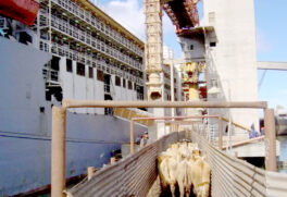 Projeto proíbe exportações de animais vivos no país