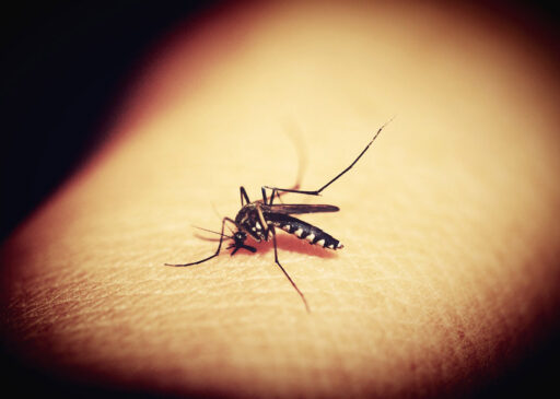 Brasil terminou o segundo mês do ano com cerca de 1 milhão de casos prováveis de dengue