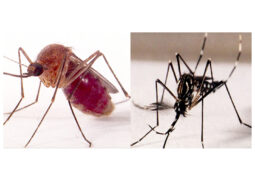 Pernilongo e Aedes aegypti podem trasmitir doenças