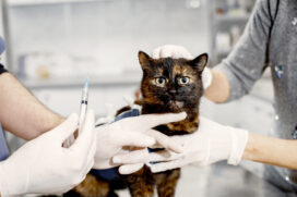 Consultório Veterinário Móvel estará no Jardim Vante entre os dias 6 e 11 de abril, oferecendo atendimento gratuito para cães e gatos em Porto Feliz