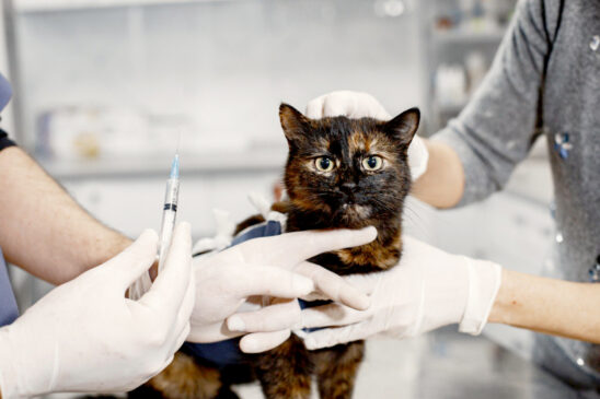 Consultório Veterinário Móvel estará no Jardim Vante entre os dias 6 e 11 de abril, oferecendo atendimento gratuito para cães e gatos em Porto Feliz