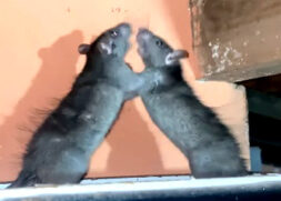 Morador grava briga de ratos em sua cozinha