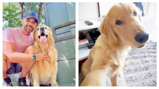 Cachorro do tutor João Fantazzini morre após falha de companhia aérea