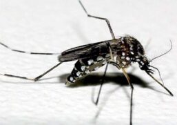Epidemia de dengue atinge todos os bairros de SP