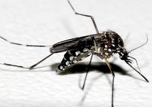 Epidemia de dengue atinge todos os bairros de SP