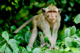 Macaco