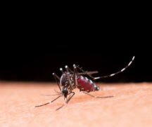 A malária geralmente é transmitida através da picada da fêmea do mosquito Anopheles, infectada por Plasmodium