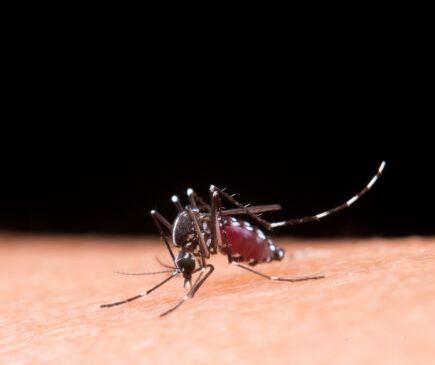 A malária geralmente é transmitida através da picada da fêmea do mosquito Anopheles, infectada por Plasmodium