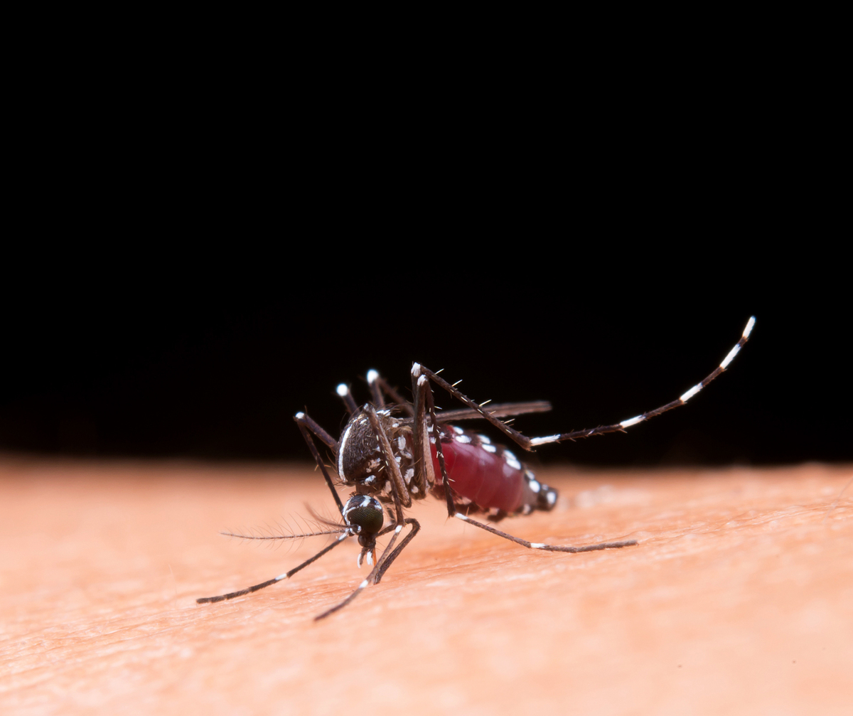 A malária geralmente é transmitida através da picada da fêmea do mosquito Anopheles, infectada por Plasmodium