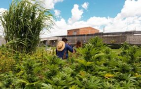 Governo de SP inicia entrega de remédios à base de cannabis no SUS em maio