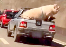 Homem prende porco e cabrito na traseira de caminhonete em SP