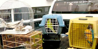 Proprietário de clínica com animais em situação de maus-tratos é preso no interior de SP
