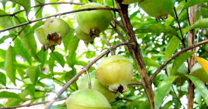 Ligeiramente doce, mas extremamente ácido como o limão, o cambuci não é muito indicado para o consumo in natura