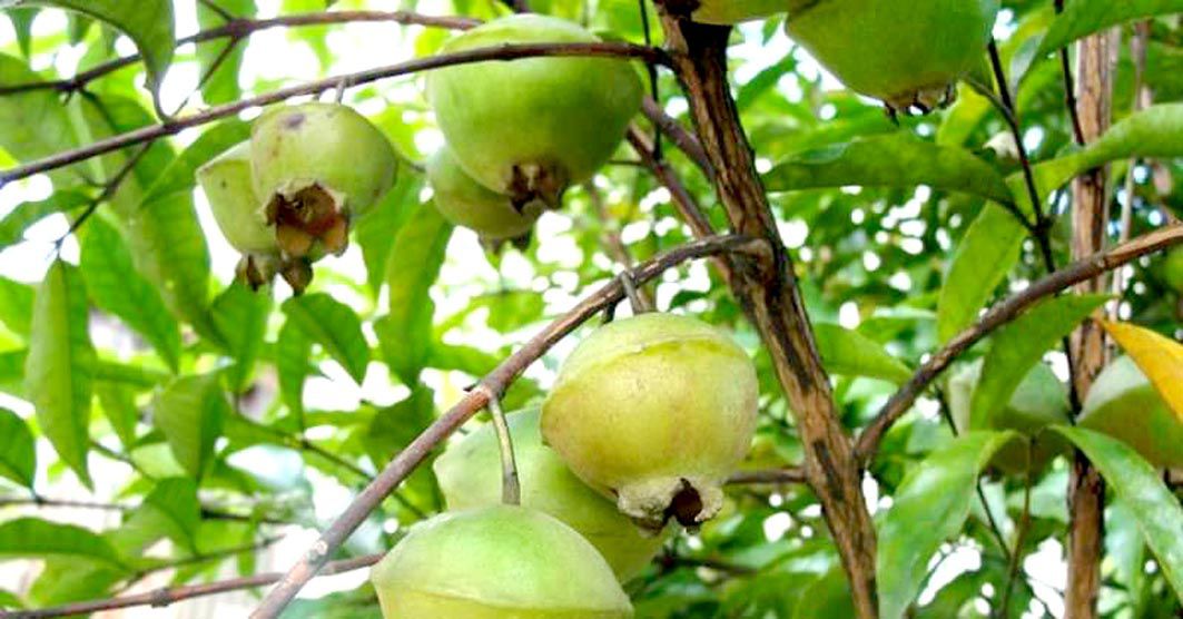 Ligeiramente doce, mas extremamente ácido como o limão, o cambuci não é muito indicado para o consumo in natura