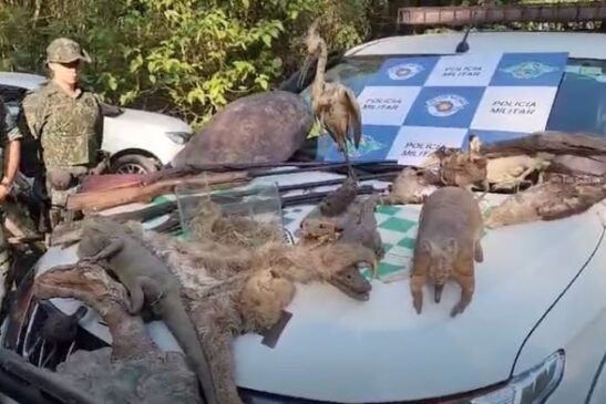 Polícia Militar Ambiental encontra animais empalhados