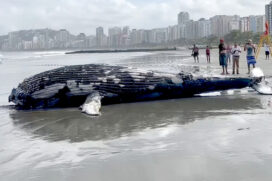 Cadáver de baleia-jubarte é encontrado no litoral de SP