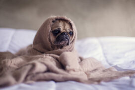 Porte não é a única característica a ser observada ao escolher um cão para viver em apartamentos pequenos