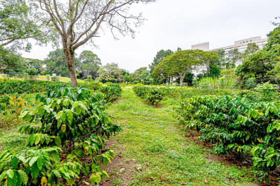 Cafezal Instituto Biologico