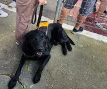 Cão-guia Hug, que acompanhava a vítima