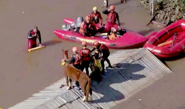 O salvamento do cavalo Caramelo, que ficou ilhado quatro dias em um telhado de uma casa em Canoas, no Rio Grande do Sul, viralizou e causou comoção nas redes sociais nesta quinta-feira (9)