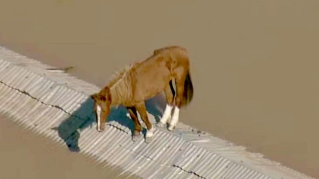 Cavalo "Caramelo" é resgatado em Canoas