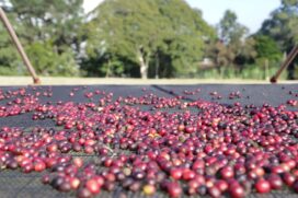 O maior cafezal do mundo fica na cidade de São Paulo