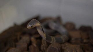Instituto Butantan está investigando o caso do desaparecimento de um filhote de cobra naja
