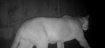 Onça-parda "passeia" por corredor exclusivo para animais na Tamoios