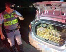 Homem teria caçado esses animais em uma área de mata em Minas Gerais