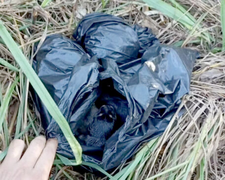 Filhotes de cães são resgatados após serem abandonados dentro de saco de lixo em Itapetininga
