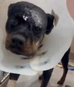 Rottweiler sobrevive e faz cirurgia de reconstrução facial