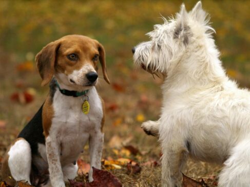 Projeto de lei regulamenta os criadores de animais domésticos com a finalidade de venda