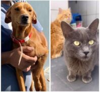 Interessados vão ter a oportunidade de conhecer os cães e ouvir as histórias de sobrevivência de cada um dos animais