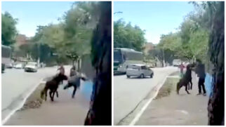 Uma ONG teria tentado resgatar o cavalo, mas não conseguiu por não ter a documentação necessária