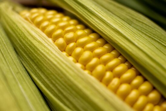 Veja 5 receitas compostas por milho-verde