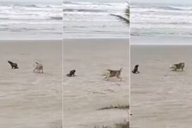 Cachorro persegue lobo-marinho no litoral paulista