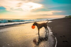 Praias em São Paulo restringem entrada de cachorros