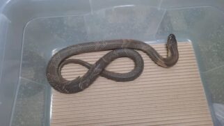 Naja encontrada viva no instituto butantã