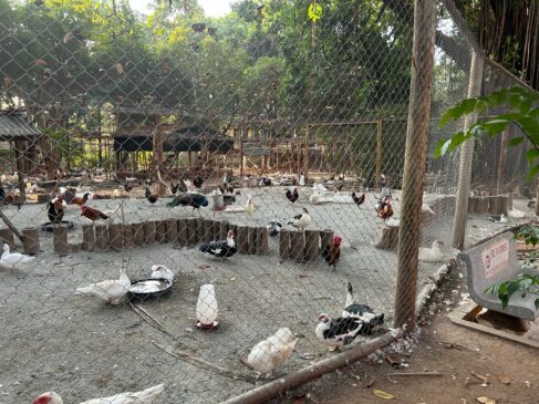 Aves apartadas no Parque da Água Branca, em Perdizes, zona oeste de São Paulo