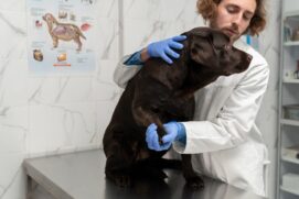 Entenda a como identificar se o cachorro está envenenado