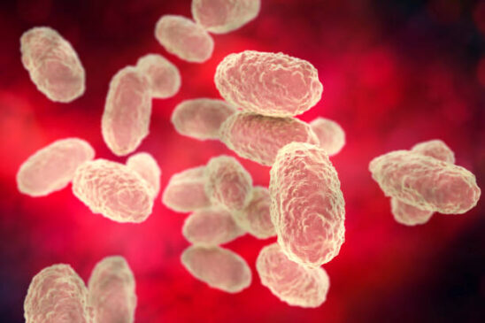 Foto da bactéria Bordetella pertussis